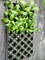 32 छेद प्लास्टिक सीडलिंग ट्रे फूल और पेड़ उगाने वाले प्लास्टिक कंटेनर सेल ट्रे