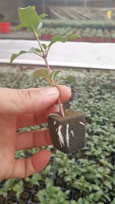 32, 50, 98, 108, , 200 पौध ट्रे, पौध ट्रे, पौध धारक