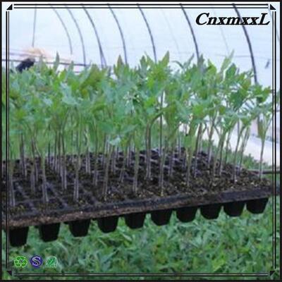 200 कोशिकाओं वाली प्लास्टिक रोपाई ट्रे - 2 मिमी मोटी और नर्सरी में स्थायी उपयोग के लिए उम्र बढ़ने के लिए प्रतिरोधी