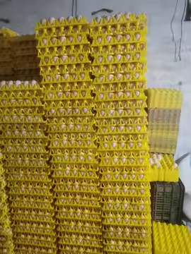 रंगीन पीला प्लास्टिक ब्लिस्टर थर्मोफॉर्म वैक्यूम प्लेट अंडे पैकेजिंग परिवहन 30 अंडे पैकेजिंग